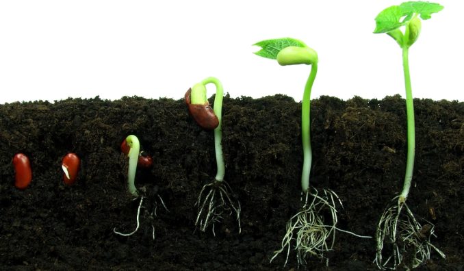 A képen zöldség, talaj, növény, kültéri látható

Automatikusan generált leírás